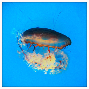 Hip 335381974.223060