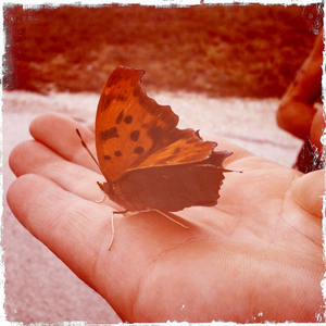 Hip 336156025.156658