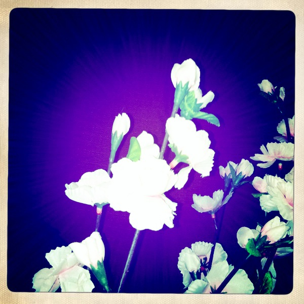 Hip 336194141.239398