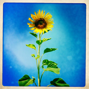 Hip 333040415.708440