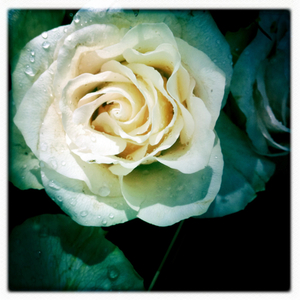 Hip 336215157.552891