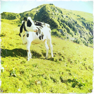 Hip 334939562.036338