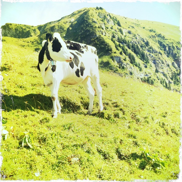 Hip 334939562.036338