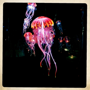 Hip 335974514.478551