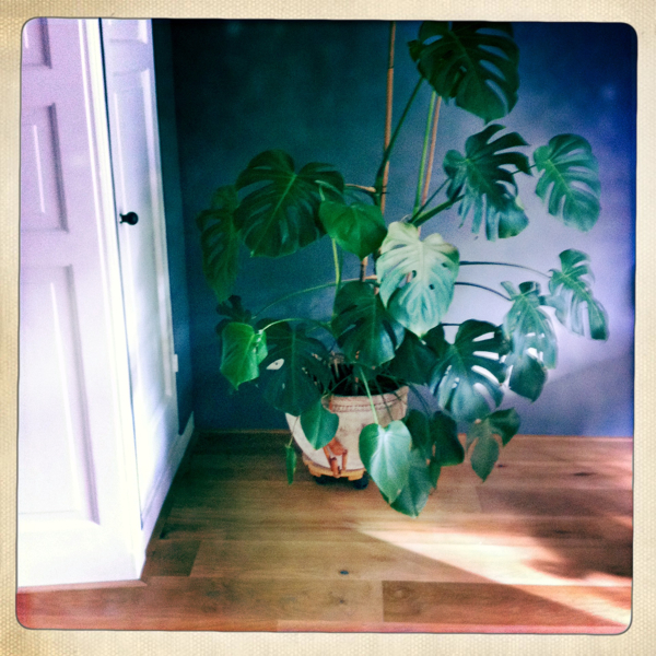 Hip 336239531.602813