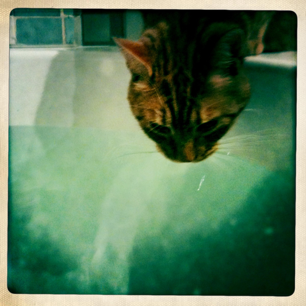 Hip 336174645.275046