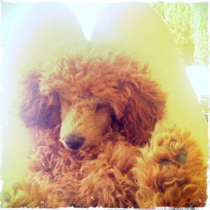 Hip 334446650.652767