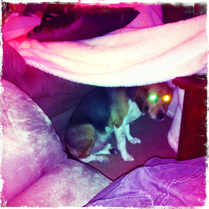 Hip 336268762.103285