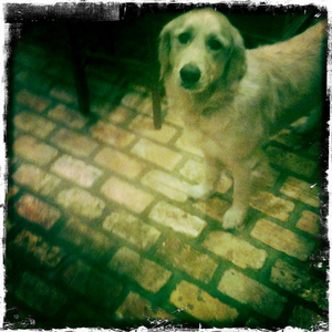 Hip 336274066.248127