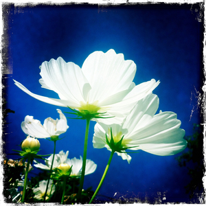 Hip 336239797.925796