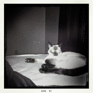 Hip 336239700.795852