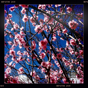 Hip 336273869.862161