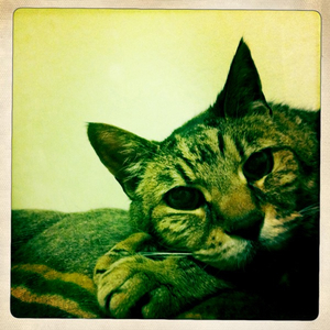 Hip 336286320.257673