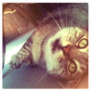 Hip 336260358.485439