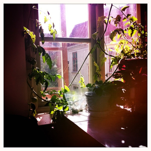 Hip 336231291.003671