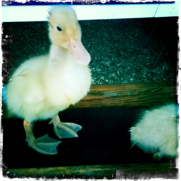 Hip 333840416.528028