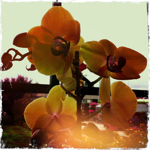 Hip 336313998.644313