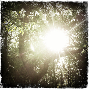 Hip 336259873.733041