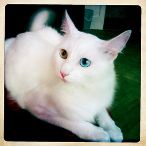 Hip 336293705.539330