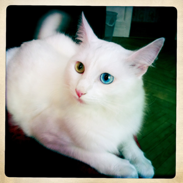 Hip 336293705.539330