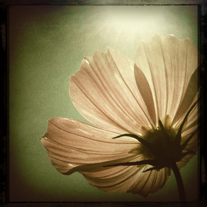 Hip 335288560.951820