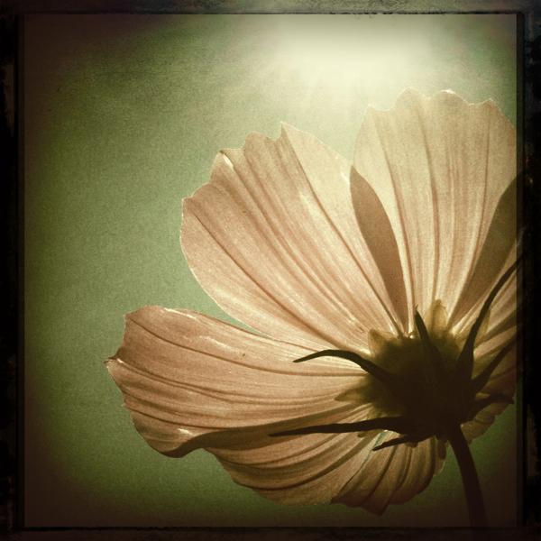 Hip 335288560.951820