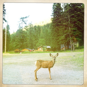 Hip 335236287.806636