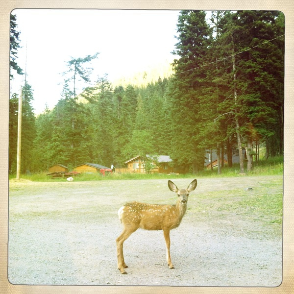 Hip 335236287.806636