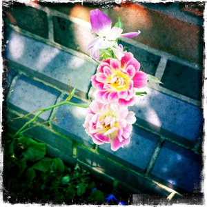 Hip 336222743.180966