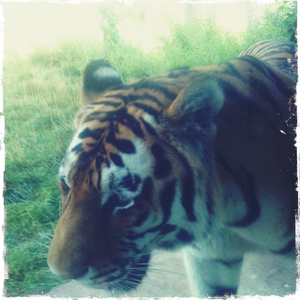 Hip 333296479.126583