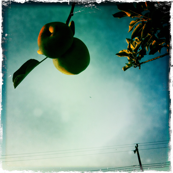 Hip 336362679.370243