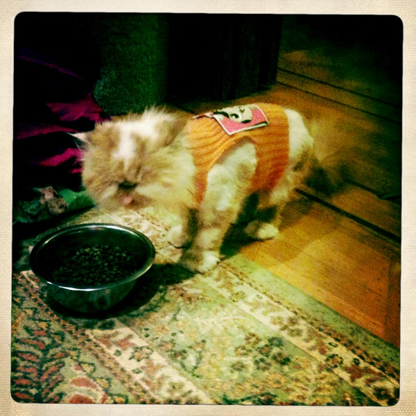 Hip 336366849.950716