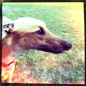 Hip 336355156.463060