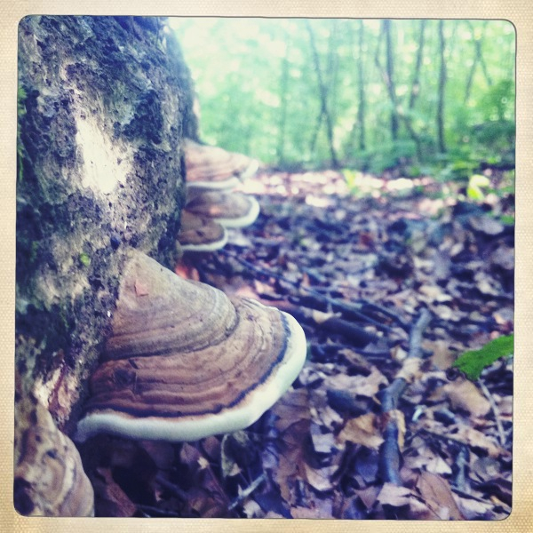 Hip 333378688.564434