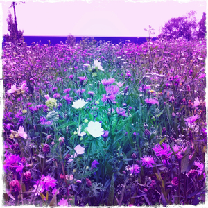 Hip 335722731.247751