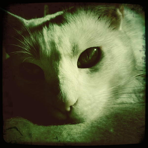 Hip 336265786.181056