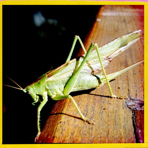 Hip 335110520.414860