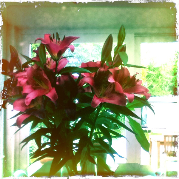 Hip 336502526.132750