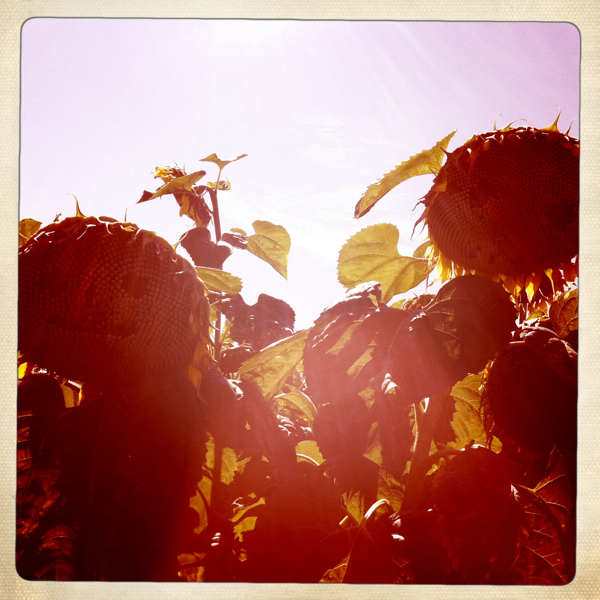 Hip 335282955.402466