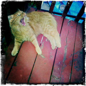 Hip 333775170.619449