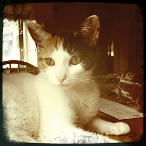 Hip 335385256.087846