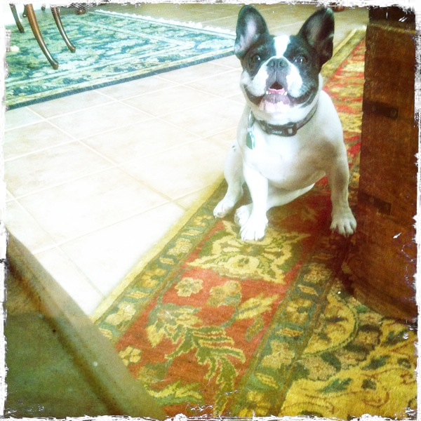 Hip 339023685.423418