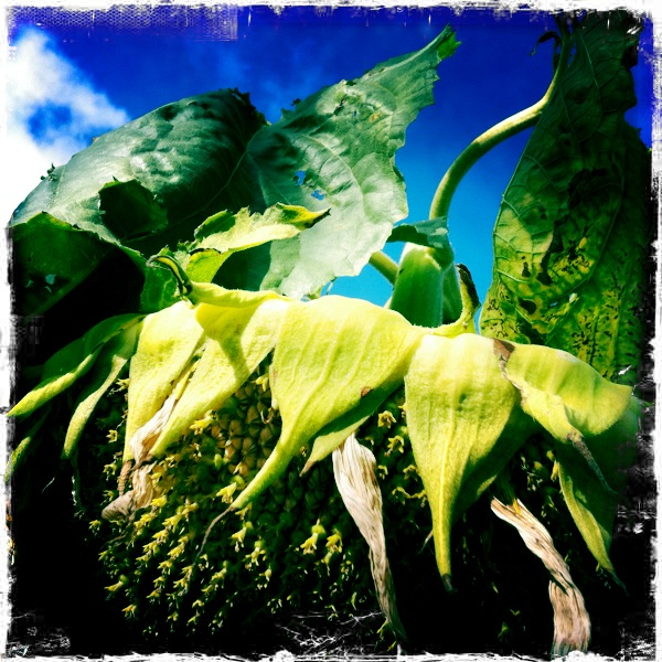 Hip 339269319.114801