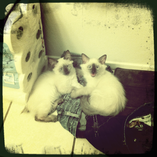 Hip 339284349.490968