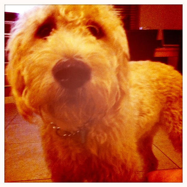 Hip 334184559.498649