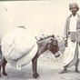 Washerman and donkey