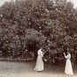 Mango picking