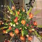 Worfield Flower Festival 2011