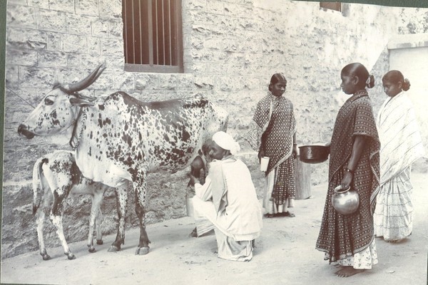milking time