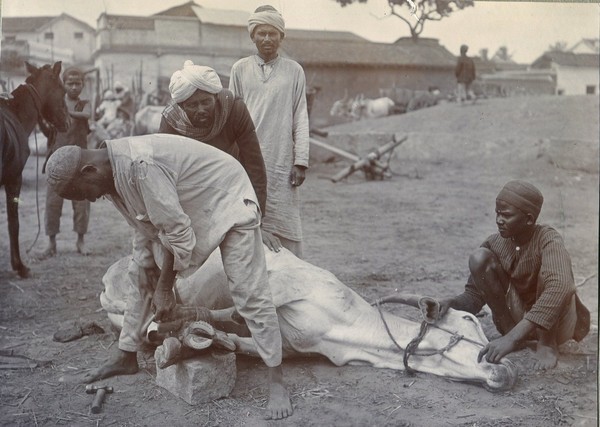 buffalo shoeing
